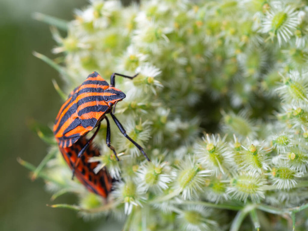 Close-up of a pair of italian striped bugs mating on the white wild flower. Graphosoma italicum. Selective focus, blurred background. - Photo, Image