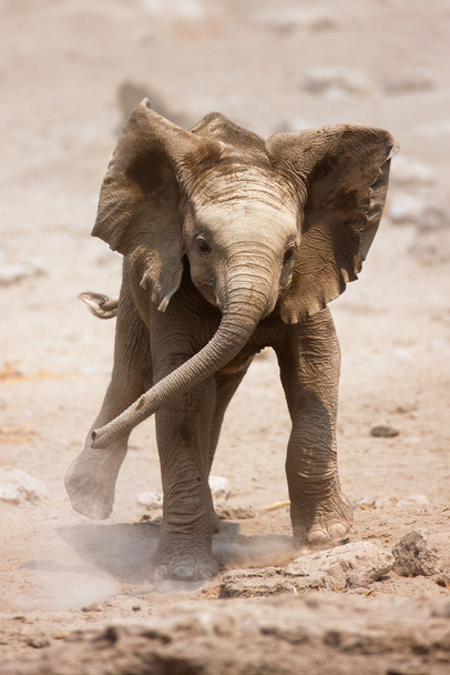 Courir bébé éléphant
 - Photo, image