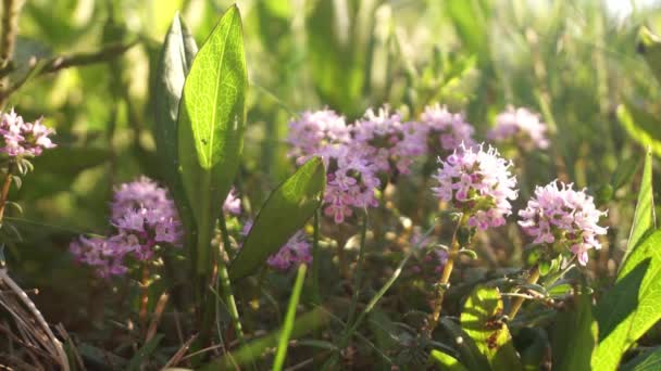 Breckland Wild Thyme with a wind breeze in the natural enviroment - Footage, Video
