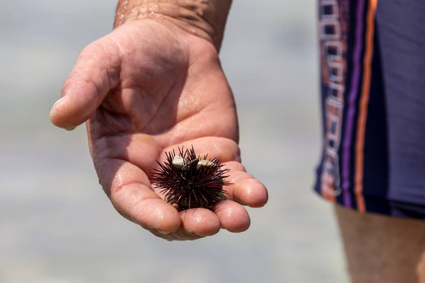 Deniz yaratıkları. Bir, kara deniz kestanesi (Echinoidea) güneşli bir yaz gününde bir adamın elinde. - Fotoğraf, Görsel