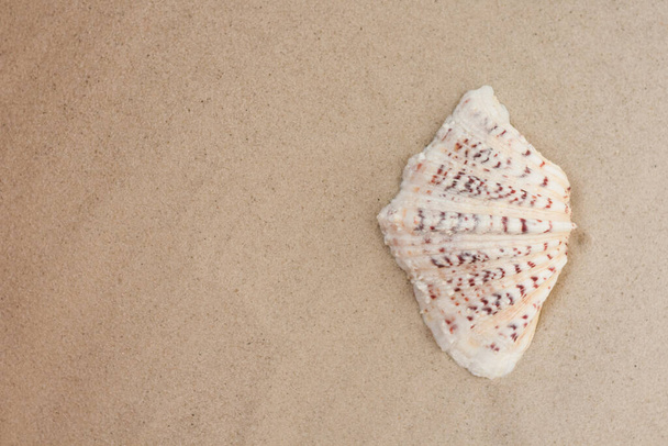 Seashell sea shell on the sand, summer beach background travel concept with copy space for text - Photo, image