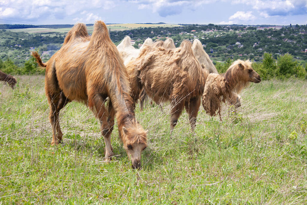 Тварини двокамерні верблюди, що пасуться на полі
 - Фото, зображення