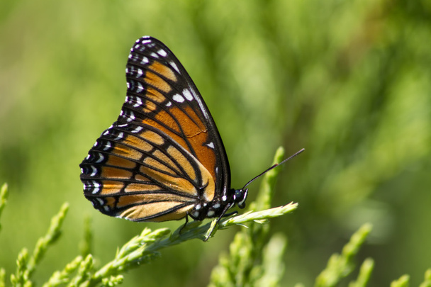 Monarch Butterfly - Danaus plexippus On Juniper 4 - Photo, Image