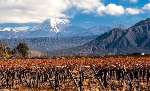 Volcano Aconcagua and Vineyard. Argentina - Photo, Image