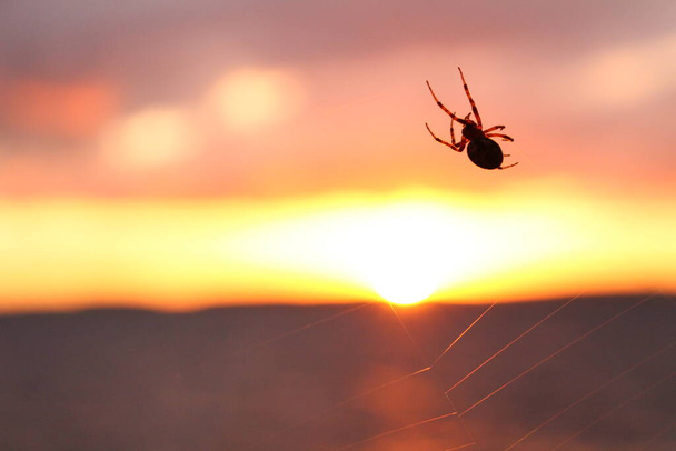 spider on the background of the sunset - Photo, Image