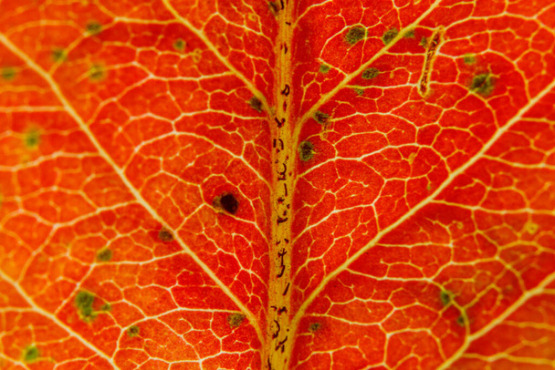 Primer plano otoño caída extrema macro textura vista de hoja de árbol de hoja de madera de color naranja rojo. Naturaleza inspiradora octubre o septiembre fondo de pantalla. Concepto de cambio de estaciones. Enfoque selectivo - Foto, Imagen