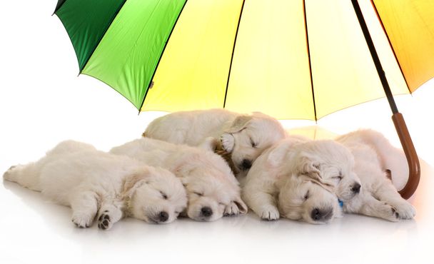 Filhotes dormindo sob guarda-chuva
 - Foto, Imagem