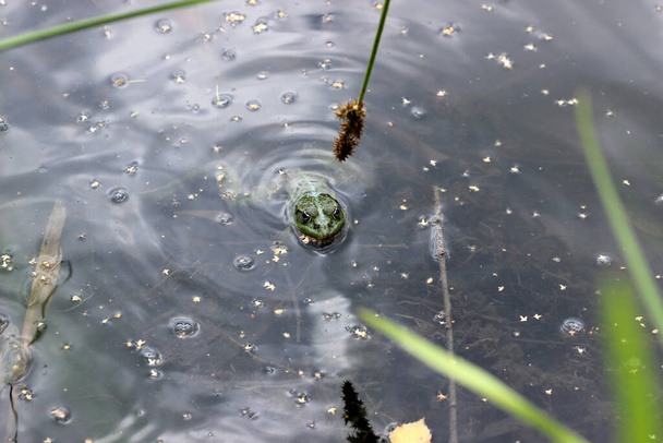 Kirlenmiş bir gölün kıyısında yeşil kurbağa. - Fotoğraf, Görsel