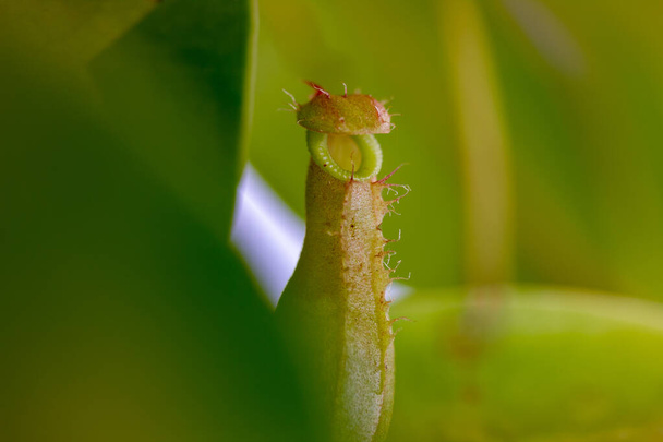 昆虫を捕まえるために蓋を開けたピッチャー植物は - 写真・画像