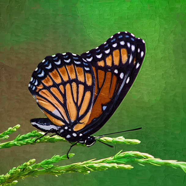 Monarch Butterfly - Danaus plexippus On Juniper - Photo, Image