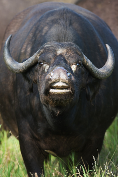 African Buffalo - Photo, Image