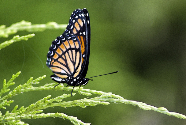 Monarch Butterfly - Danaus plexippus - Photo, Image