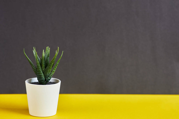 Plant on a black and yellow background. Isolate the plant. - Foto, Imagen