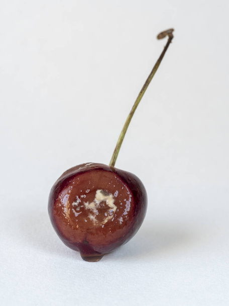 ciliegia con marciume isolato su fondo bianco. Frutta scaduta, argilla, cibo rovinato - Foto, immagini