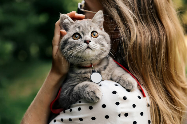 Kız evcil hayvanının omuzlarına tutunuyor. Yavru kedi, boynunda rozeti olan 4 aylık bir İskoç heteroseksüel. Yüksek kalite fotoğraf - Fotoğraf, Görsel
