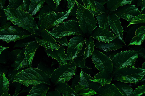 Fundo floral abstrato com folhas verdes suculentes.Espaço de cópia para texto.Fundo orgânico natural.Banner horizontal
. - Foto, Imagem