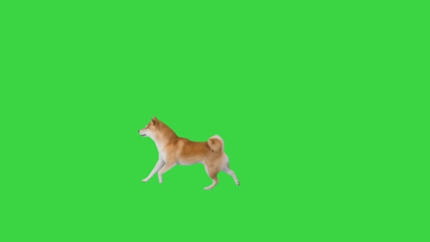 Happy shiba inu puppy running on a Green Screen, Chroma Key. - Záběry, video