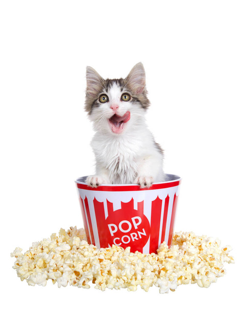 Entzückendes grau-weißes Kätzchen, das aus einem Popcorn-Eimer springt und sein Gesicht leckt. Frisch geknalltes Popcorn rund um den Eimer, isoliert auf weiß - Foto, Bild