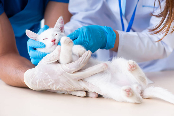 Deux jeunes médecins vétérinaires examinant un chat malade - Photo, image