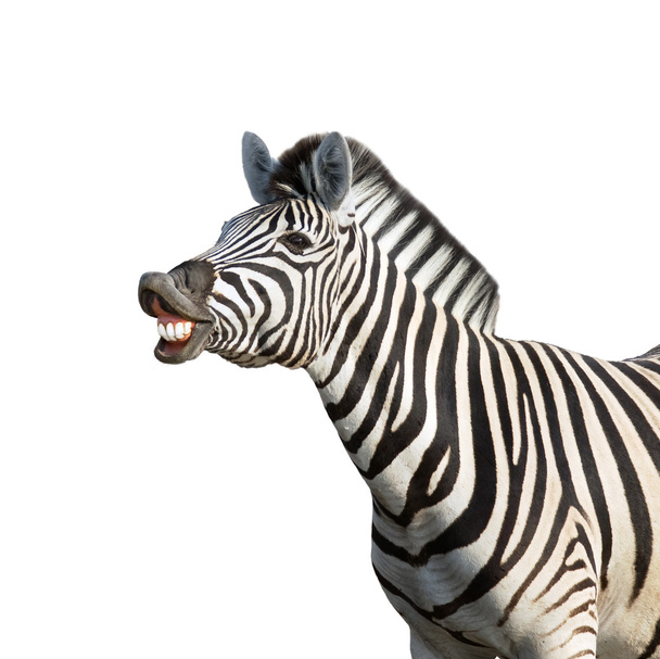 smějící se zebra - Fotografie, Obrázek