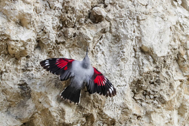 Πετώντας στο βουνό, πηδώντας πάνω σε ένα βράχο ψάχνοντας για σκαθάρια και άλλα έντομα. Γκρίζο πουλί με κόκκινα φτερά. Palava Hills, Τσεχία. Wallcreeper, Tichodroma muraria. - Φωτογραφία, εικόνα
