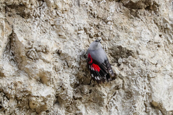Gioiello volante di montagna, saltando su una roccia alla ricerca di coleotteri e altri insetti. Uccello grigio con ali rosse. Palava Hills, Repubblica Ceca. Wallcreeper, Tichodroma muraria. - Foto, immagini
