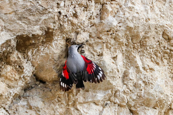 Gioiello volante di montagna, saltando su una roccia alla ricerca di coleotteri e altri insetti. Uccello grigio con ali rosse. Palava Hills, Repubblica Ceca. Wallcreeper, Tichodroma muraria. - Foto, immagini