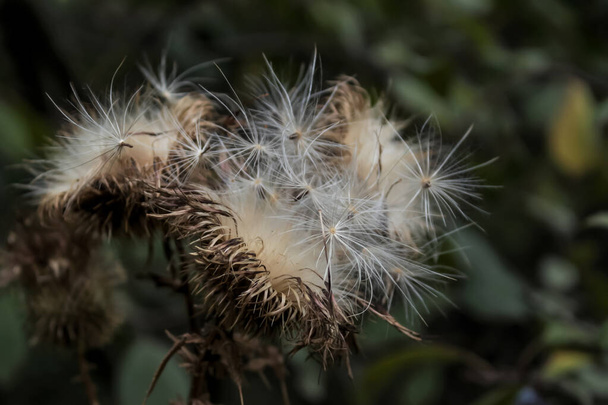 Scattering dry seeds of thistle thistle or burdock. Autumn background. The plant drives away evil spirits and evil spirits. - Photo, Image