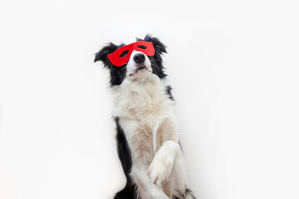 Funny studio portrait of cute smiling dog border collie in superhero costume isolated on white background. Puppy wearing red super hero mask in carnival or halloween. Justice help strenght concept - Foto, immagini