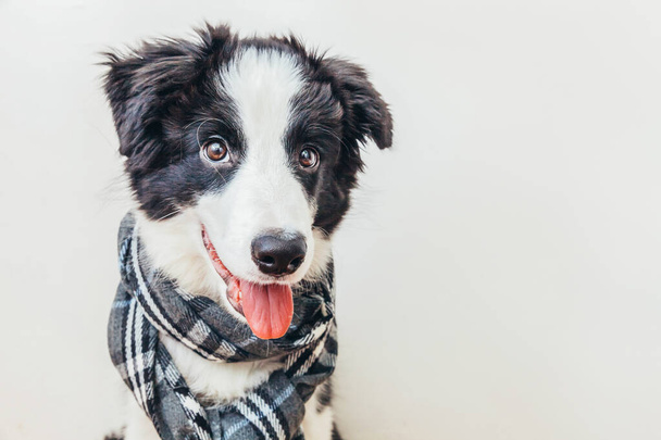 Funny studio portrait of cute smiling puppy dog border collie wearing warm clothes scarf around neck isolated on white background. Winter or autumn portrait of little dog - Photo, Image