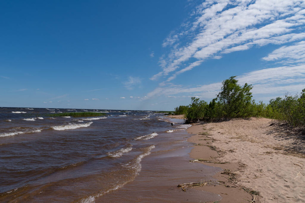 Windy day on the shores of Lake Ladoga. National reserve Kokkorevo. Leningrad region, Russia - Fotoğraf, Görsel