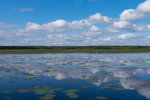 Αντανάκλαση νέφους στη λίμνη Okhotnichye (Κυνηγοί). Οικολογική διαδρομή στο φυσικό καταφύγιο "Rakovyye ozera" (λίμνες καραβίδων), περιοχή Λένινγκραντ, Ρωσία - Φωτογραφία, εικόνα