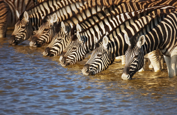 Zebras drinking - Photo, Image