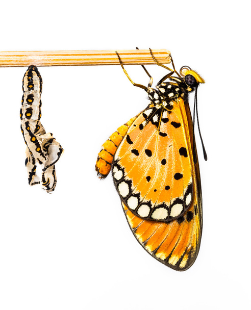 Tawny Coster borboleta e casulo
 - Foto, Imagem