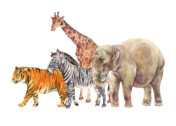 Акварель джунгли, сафари животных летняя открытка. Акварельный жираф, слон. Зебра и тигр на белом фоне - Фото, изображение