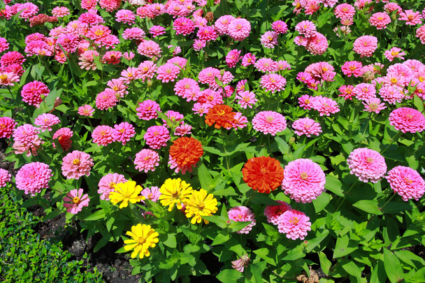 barevný květ - Fotografie, Obrázek
