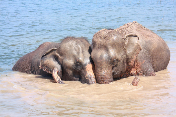 elefánt-kapcsolat - Fotó, kép