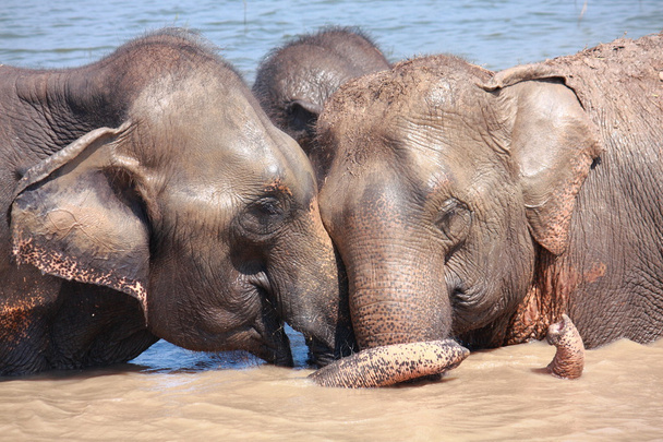 Elephant relationship - Photo, Image