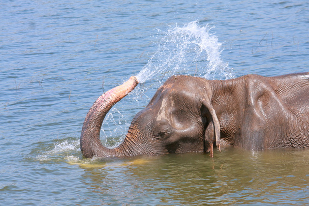 Elefant spielt Wasser - Foto, Bild