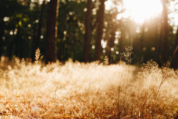 Спокійний і спокійний сонячний пейзаж з сухою травою - фото з вибірковим фокусом
 - Фото, зображення