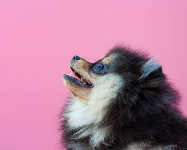 Negro bonito cachorro de pomerania en el fondo rosa - Foto, imagen