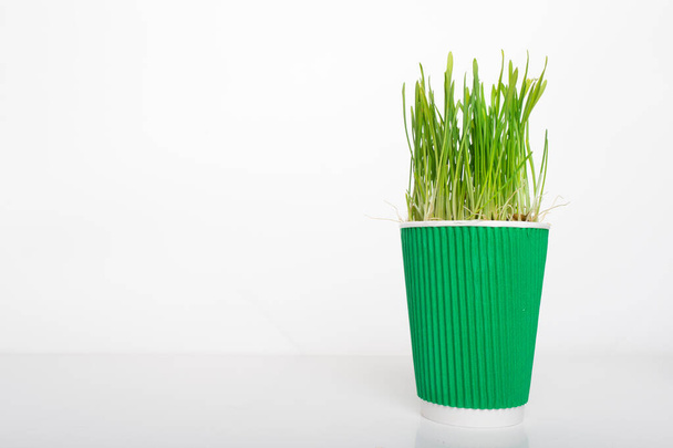 Wegwerp koffie papier plastic beker met groen gras groeien uit het. Supereda en microgreens, samen met afval dat de planeet vervuilt. - Foto, afbeelding