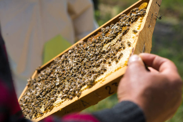 Ένας αγρότης σε μελισσοκομείο κρατά πλαίσια με κηρήθρες. Προβλεπόμενη προετοιμασία για τη συλλογή μελιού. - Φωτογραφία, εικόνα