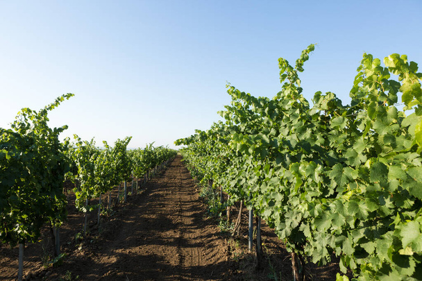Vineyard plantation in summer. Green growing vine formed by bushes. - Фото, изображение