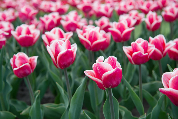 Spring season. Gardening concept. Grow flowers garden. Varietal red and white tulips. Grow flowers in greenhouse. Floral business. Learn how to plant and sell tulip bulbs for profit. Tulips field - Foto, Imagen