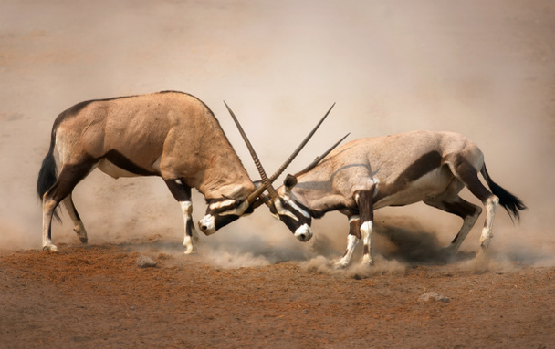 Gemsbok fight - Photo, Image