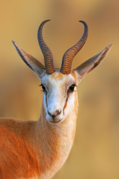 Springbok portrait - Photo, Image