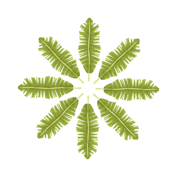 hojas tropicales palmera naturaleza decoración circular - Vector, Imagen