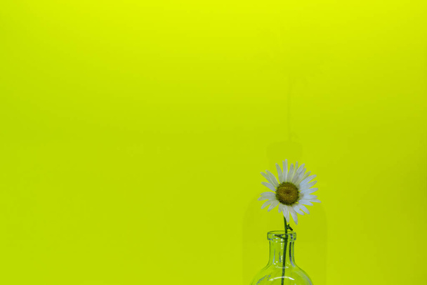 The ox-eye daisy, or oxeye daisy, or dog daisy (Leucanthemum vulgare) in the glass on background of yellow.  wildflowers card, horizontal arrangement. - Фото, зображення