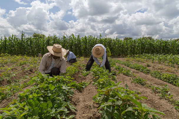 メキシコの農業分野におけるヒスパニック農家のマニュアル・アマランサスの植え付け - 写真・画像